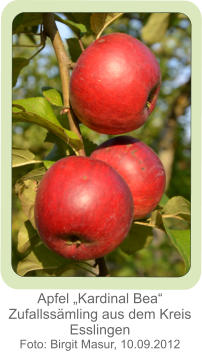 Apfel „Kardinal Bea“ Zufallssämling aus dem Kreis Esslingen Foto: Birgit Masur, 10.09.2012
