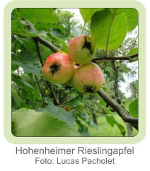 Hohenheimer Rieslingapfel Foto: Lucas Pacholet