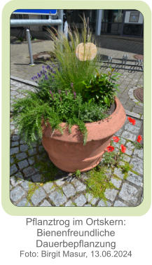 Pflanztrog im Ortskern: Bienenfreundliche Dauerbepflanzung Foto: Birgit Masur, 13.06.2024