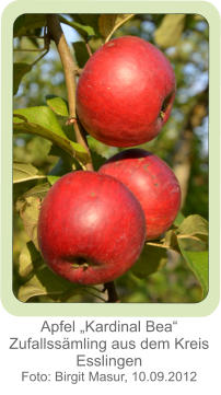 Apfel „Kardinal Bea“ Zufallssämling aus dem Kreis Esslingen Foto: Birgit Masur, 10.09.2012