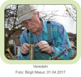 Veredeln Foto: Birgit Masur, 01.04.2017