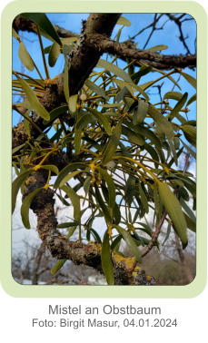 Mistel an Obstbaum Foto: Birgit Masur, 04.01.2024