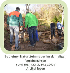 Bau einer Natursteinmauer im damaligen Vereinsgarten Foto: Birgit Masur, 30.11.2019  Artikel lesen