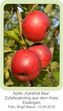 Apfel „Kardinal Bea“ Zufallssämling aus dem Kreis Esslingen Foto: Birgit Masur, 10.09.2012