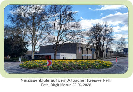 Narzissenblüte auf dem Altbacher Kreisverkehr Foto: Birgit Masur, 20.03.2025